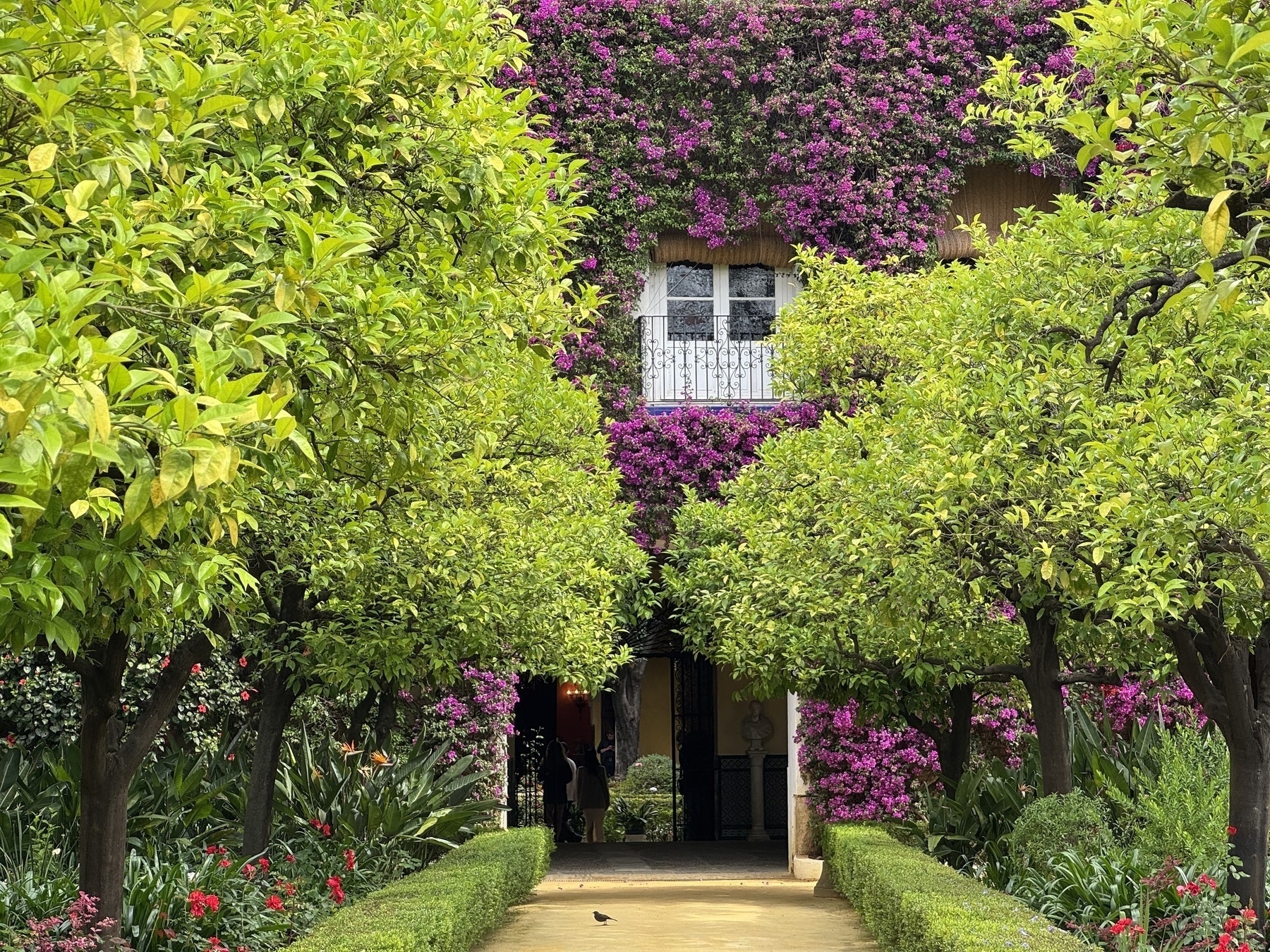 A garden path lined with neatly trimmed orange trees leads to a house with a white balcony framed by vibrant bougainvillea. The lush greenery contrasts with the magenta flowers covering the building’s façade.