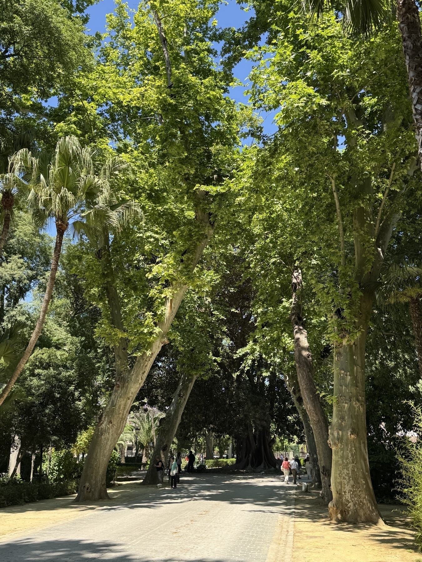 A wide path shaded by towering plane trees and palms winds through a peaceful park. Visitors walk or rest on benches along the path, enjoying the cool, leafy atmosphere. Dappled sunlight creates patterns across the ground and tree trunks.