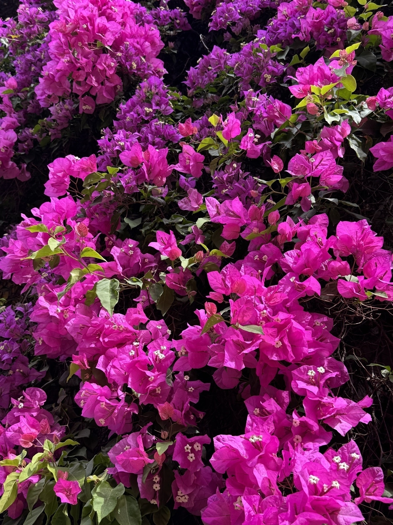 A dense cluster of blooming magenta bougainvillea, with delicate white centers peeking through paper-thin bracts and green leaves interspersed throughout the mass of flowers.