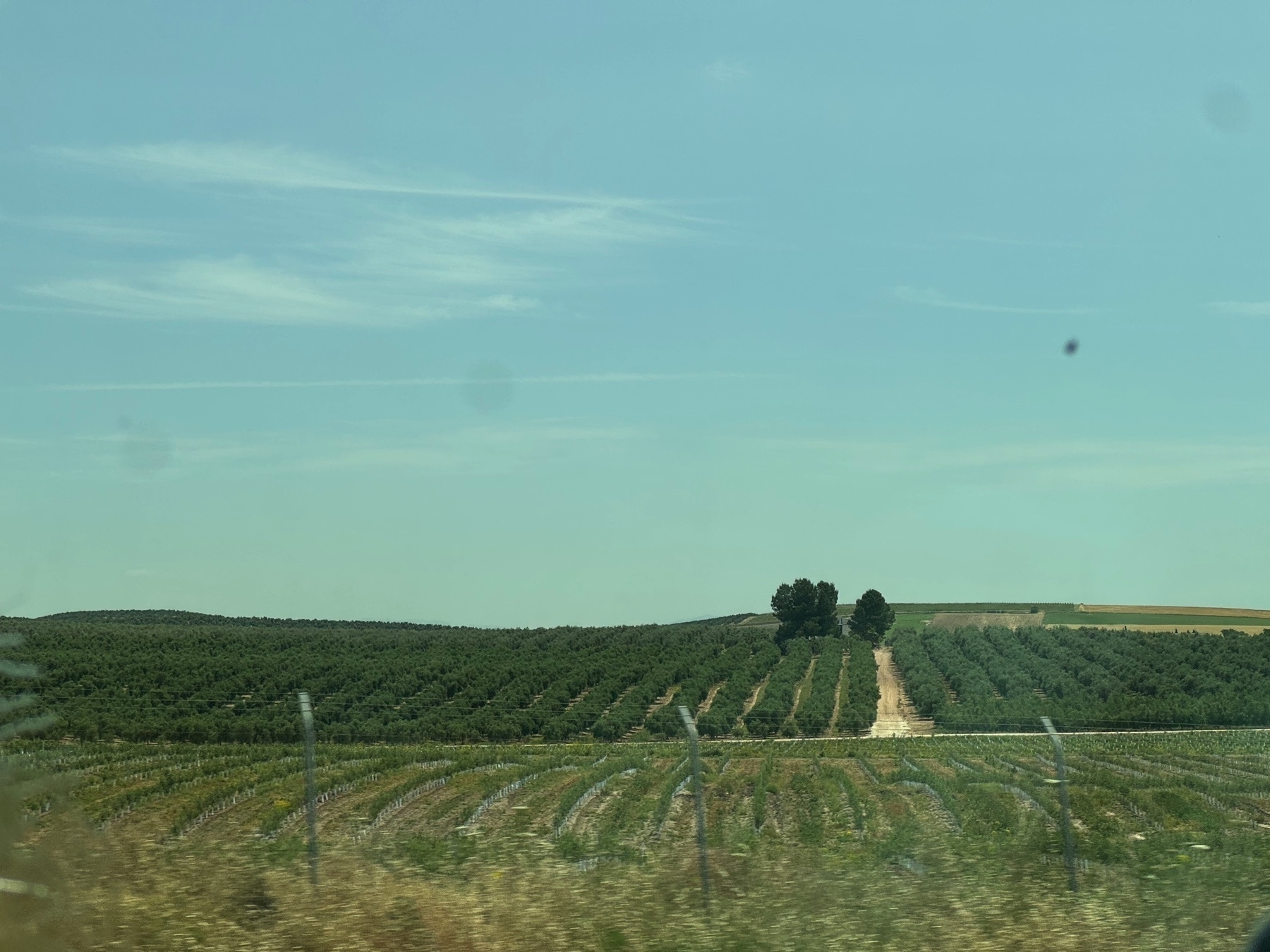 Neatly aligned rows of crops cover a rolling landscape, with a dirt path cutting through the center and leading to a small grove of tall trees at the horizon. A wire fence runs parallel to the viewer’s vantage point, adding depth to the image. The rich green vegetation contrasts with the soft blue sky, evoking a sense of organized agricultural beauty.
