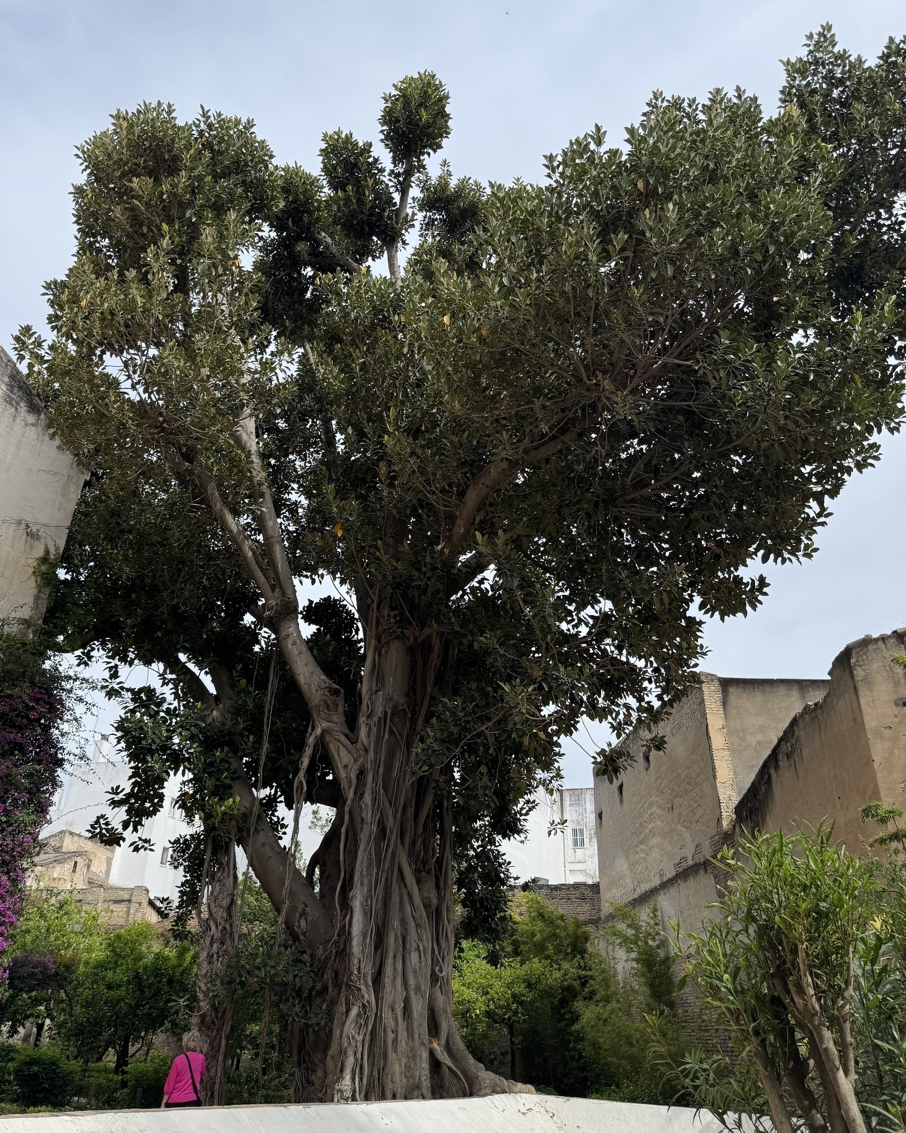 A towering banyan tree with a wide trunk and sprawling aerial roots stands in a walled courtyard garden, its thick canopy of green leaves silhouetted against an overcast sky.
