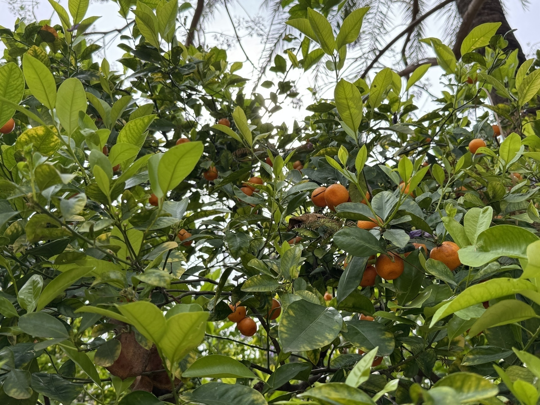 A leafy orange tree filled with ripe, bright orange fruit. Sunlight filters through the foliage, casting a dappled glow on the glossy green leaves and citrus.