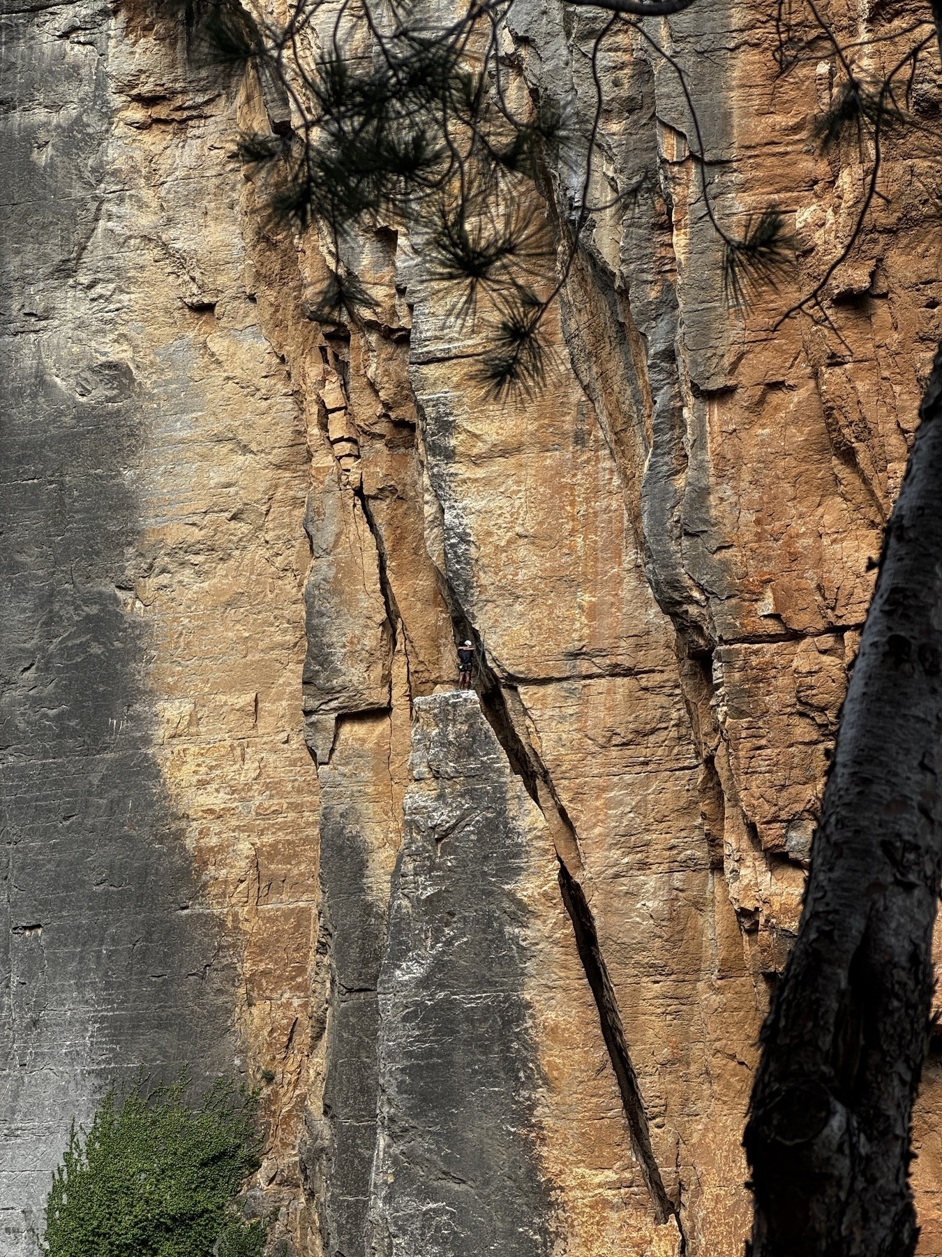 A rock climber ascending a tall, vertical crack in a rust-colored cliff face, with pine branches partially framing the scene.