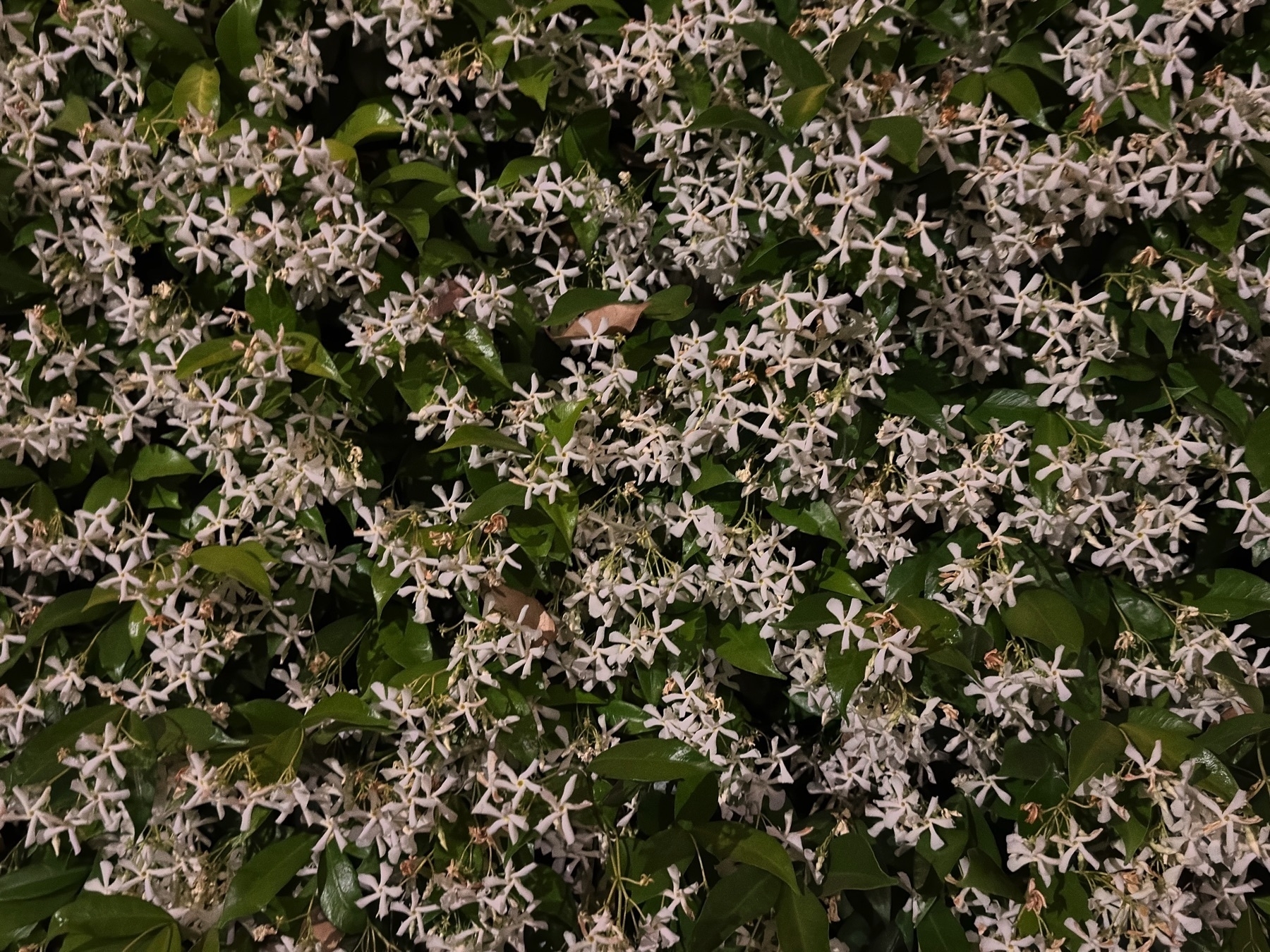 Close-up of a wall covered in blooming jasmine, with dozens of star-shaped white flowers and dense green leaves brightly illuminated against the night.