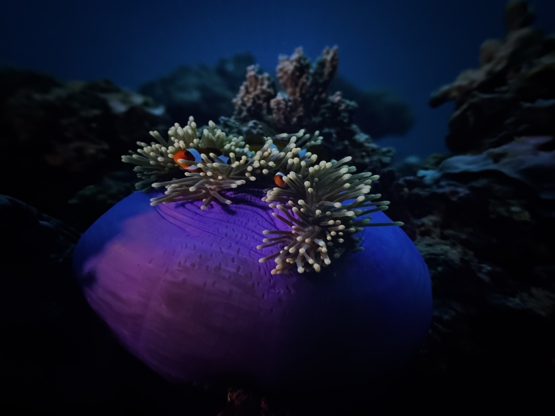 Scene from a nature documentary shown inside the L’Hemisfèric theater in Valencia’s City of Arts and Sciences, featuring a pair of clownfish nestled in a sea anemone resting on a vividly colored purple base against a dark underwater backdrop.