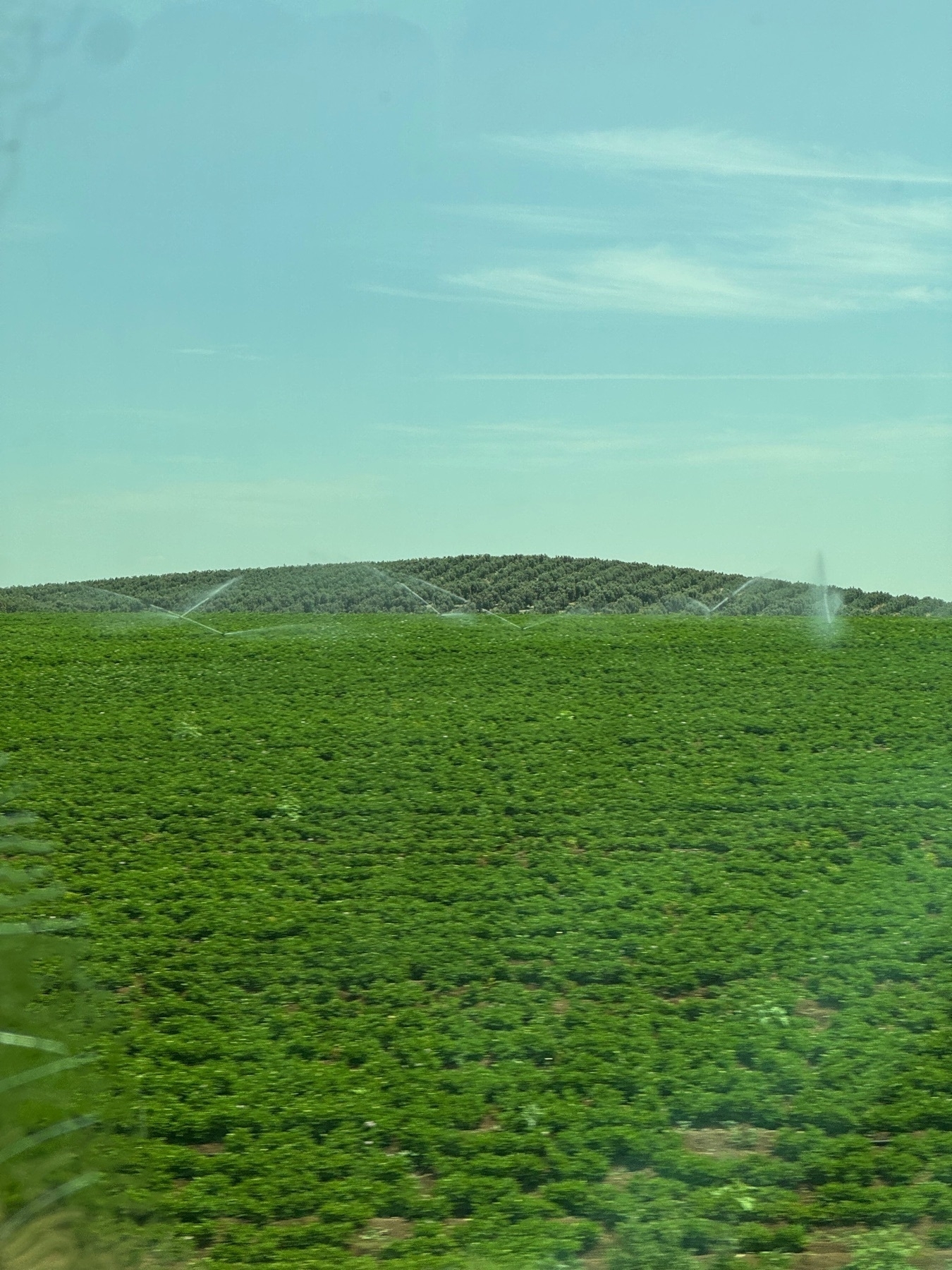 A wide expanse of lush green farmland stretches toward a densely planted hillside, where rows of vegetation are being misted by a network of irrigation sprinklers. The light catches the fine spray, adding a dynamic shimmer beneath a soft blue sky streaked with light clouds.