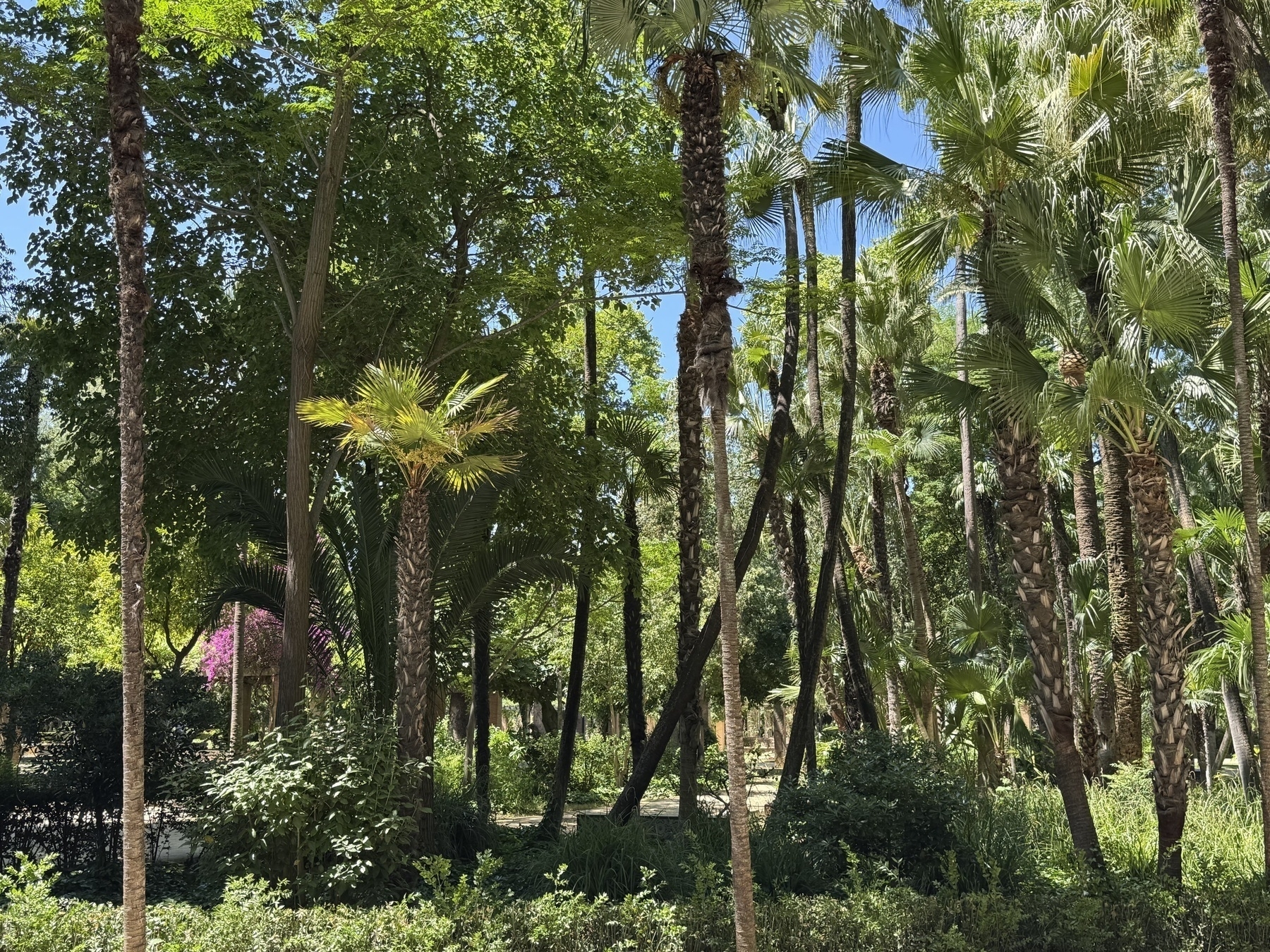 A lush tropical garden filled with tall palm trees, dense green foliage, and splashes of magenta flowers. The midday light filters through the canopy, highlighting the layered textures and vibrant greenery in this serene setting.