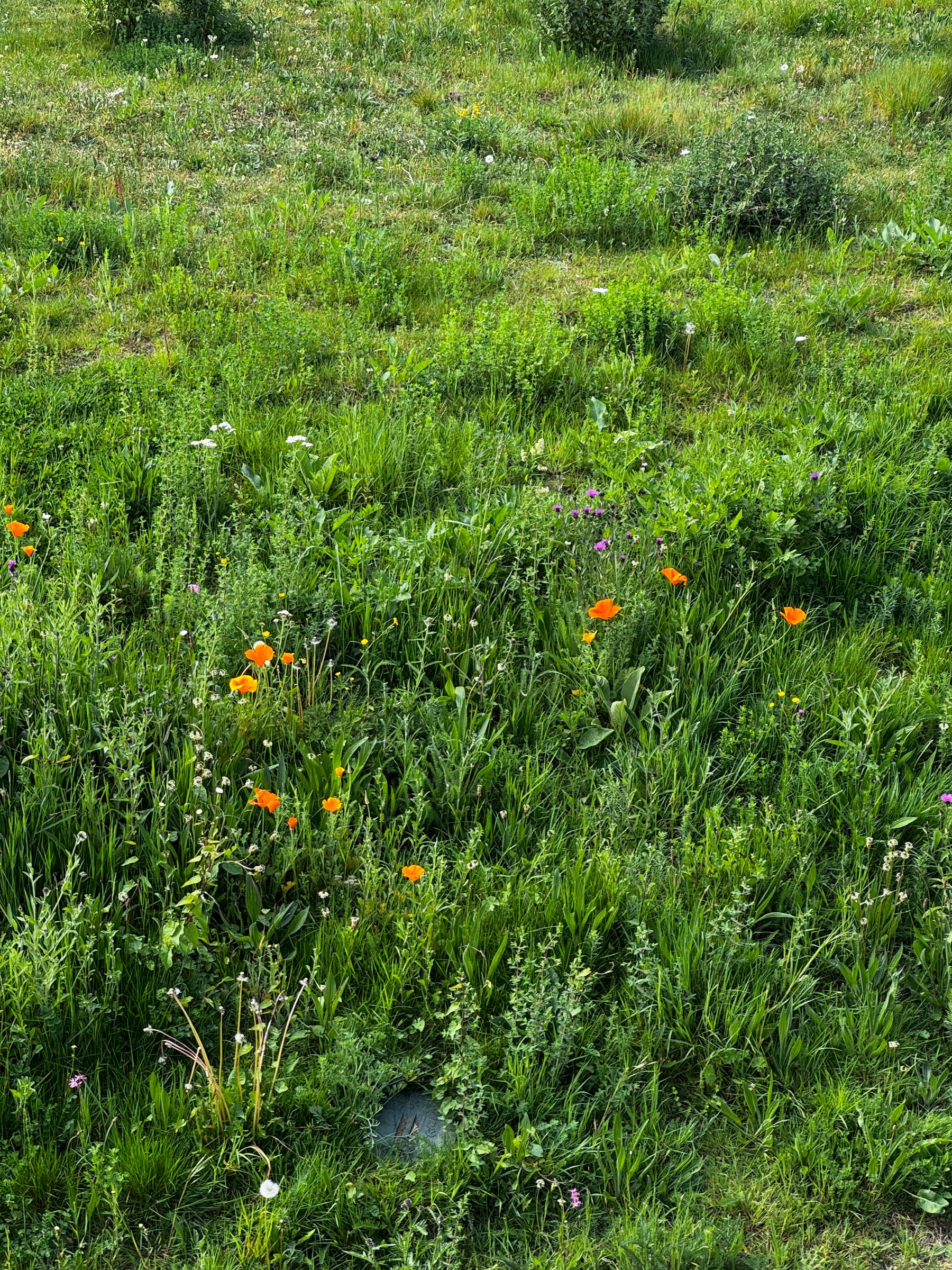 A lush patch of green grass is scattered with orange poppies and small wildflowers, creating a vivid, colorful meadow that feels unexpectedly soft and natural against the historic setting.
