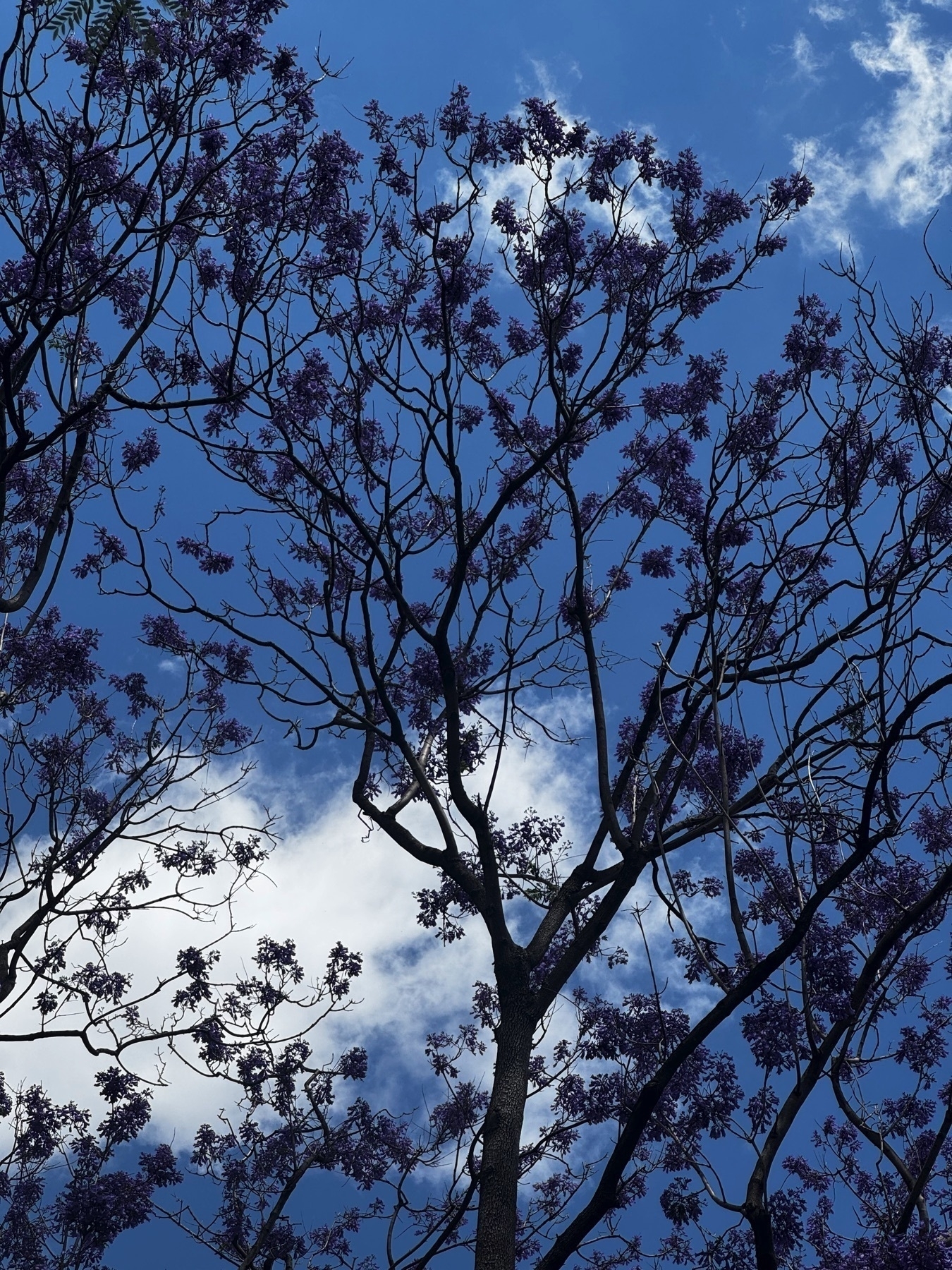 A striking view of a jacaranda tree in bloom, its delicate purple flowers silhouetted against a deep blue sky with wisps of white clouds. The intricate pattern of branches creates a vivid, almost painterly composition.