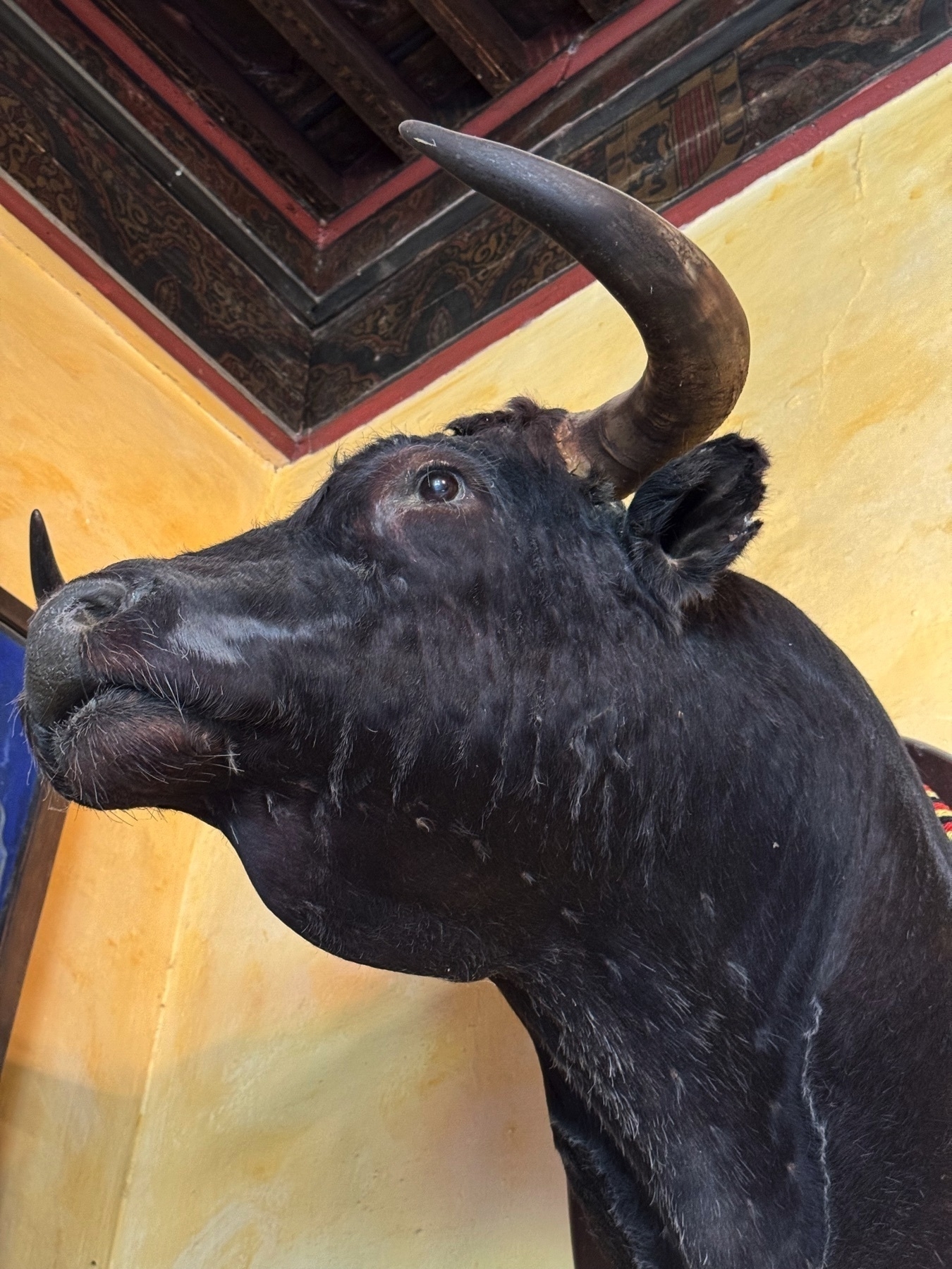A taxidermied black bull’s head is mounted on a yellow stucco wall beneath a richly detailed wooden ceiling, with one large horn dramatically curved forward. The bull’s dark, glossy coat and expressive eye are highlighted by natural light, showcasing the traditional style of Spanish bullfighting memorabilia.